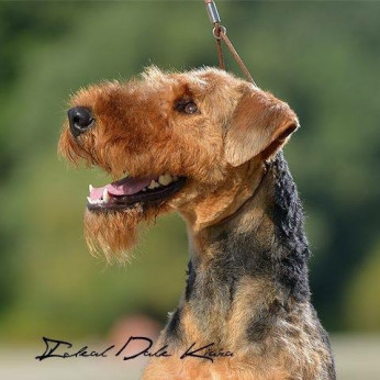 Airedale terrier GYÖNYÖRŰ kutyusok