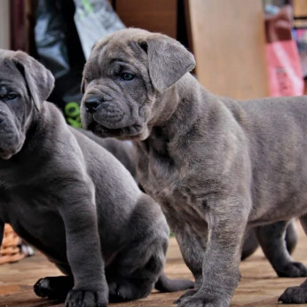 Cane Corso kölykök