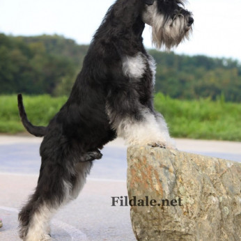 Miniatűr schnauzer GYÖNYÖRŰ kutyusok