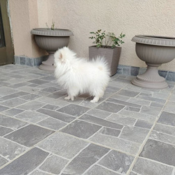 Miniatűr Spitz kölykök