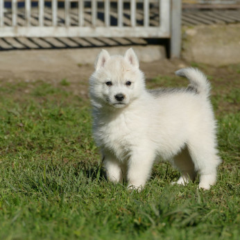 Szibériai husky kölykök