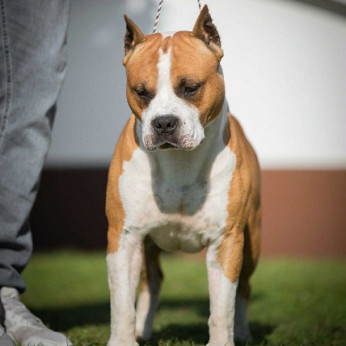 Amerikai Staffordshire Terrier, kiváló minőségű kölykök