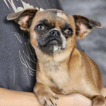Petit Brabancon és Griffon kölykök
