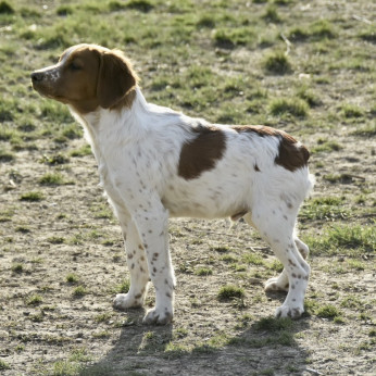 Epagneul Breton kölykök