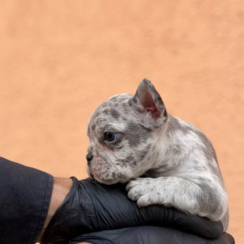 Egzotikus Francia Bulldog Balkán – KIVÁLÓ minőségű kölykök