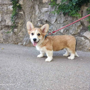Pembroke walesi corgi kölykök