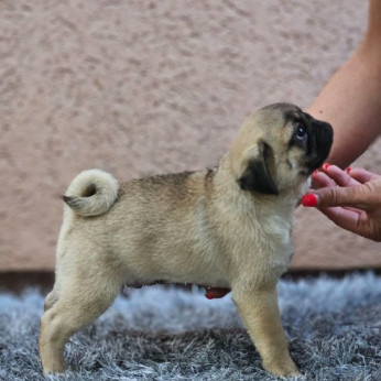 Mopsz gyönyörű kiskutyák