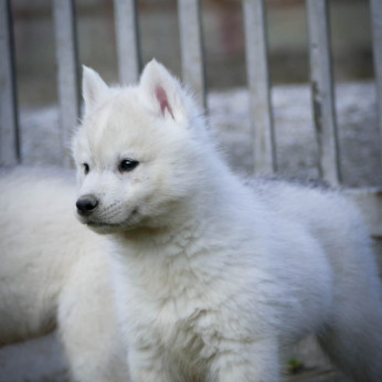 Szibériai husky kölykök