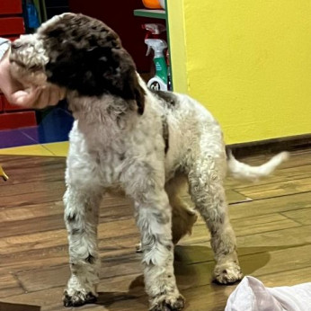 Lagotto Romagnolo eladó