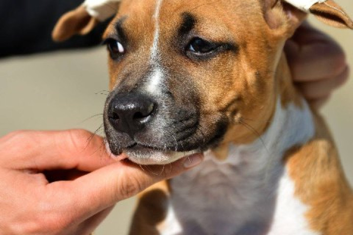 Amerikai staffordshire terrier szuka kölyök