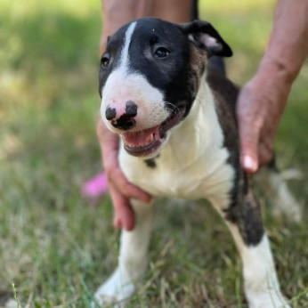 Bullterrier kölykök