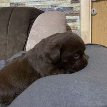 Labrador retriever kölykök