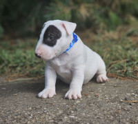 Eladó Miniatür bullterrier kiskutyák 06-20361-3778