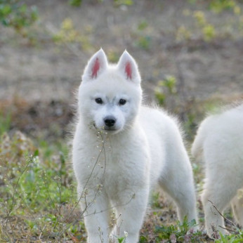 szibériai husky kölykök