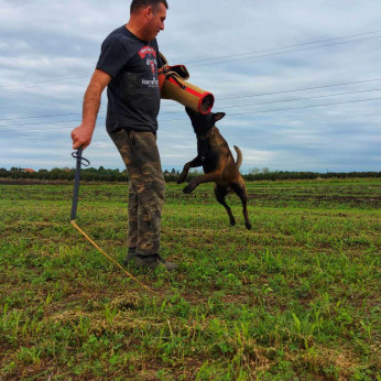 Malinois belga juhászkutya kölykök