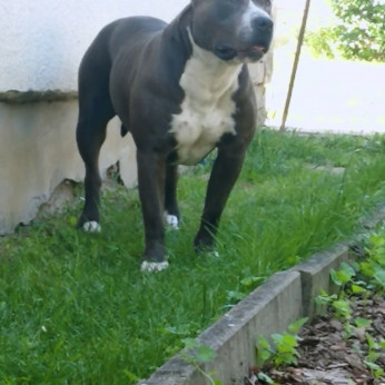 Eladó Amstaff kölykök