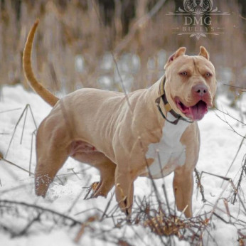 Amerikai Bully / Pit Bull Terrier kölykök