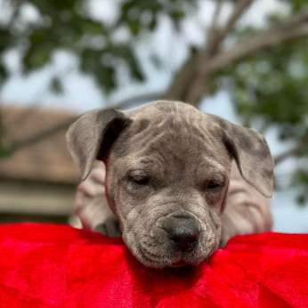 Amerikai pitbull terrier kölykök