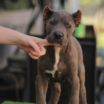 Cane corso kölykök