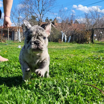 Merle francia bulldog kölykök