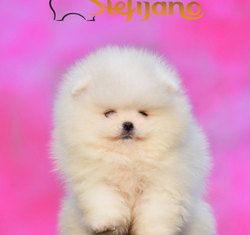 Pomerániai spitz kölykök
