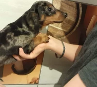 Eladó