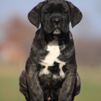 Cane Corso kölykök