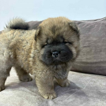 Fajtiszta CHOW-CHOW kölykök