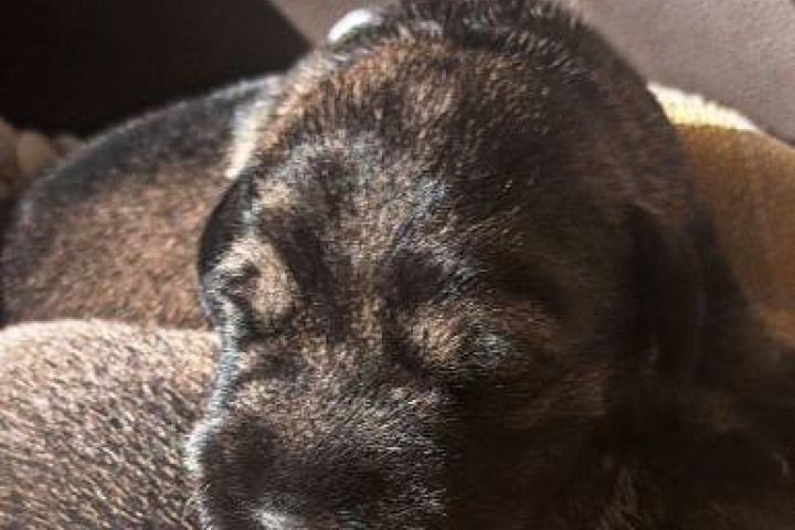 Közepes schnauzer kölykök