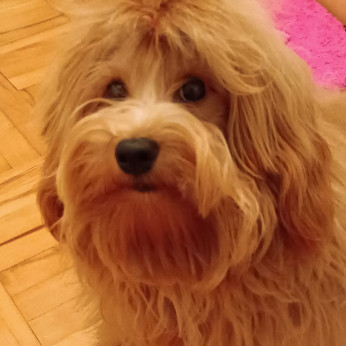 Havanese Bichon hím tenyészthető