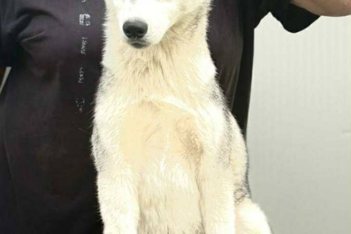 Szibériai Husky – nőstény kölyök