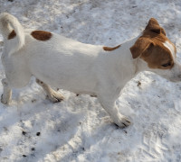 Kiskutya