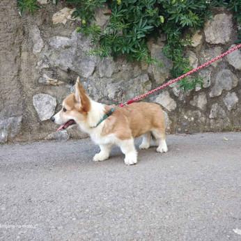 Pembroke walesi corgi kölykök