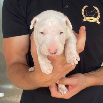 Normál bullterrier kölykök