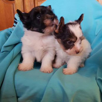 Biewer yorkshire yorki kisfiú - kislány 2 x oltva gazdit keres!