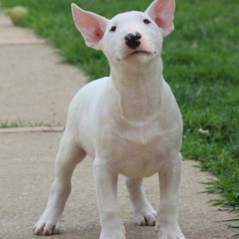 Mini bullterrier kölykök