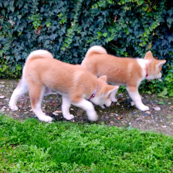 Japán Akita Inu kiskutyák