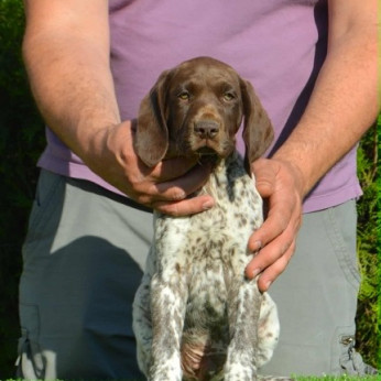 Német rövidszőrű vizsla kölykök