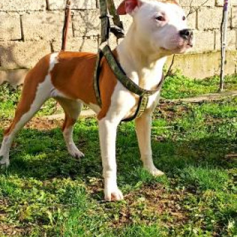 Amerikai staffordshire terrier kölykök