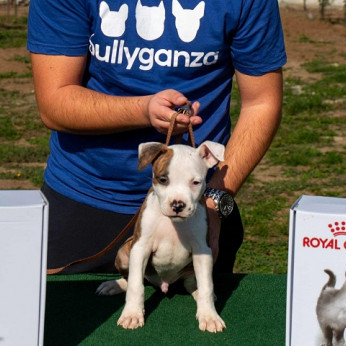 Amerikai Staffordshire Terrier, kiváló minőségű kölykök