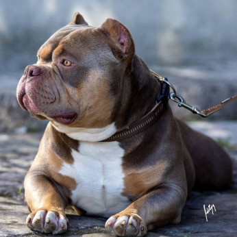 American Bully kiskutyák eladók