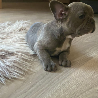 Francia bulldog kislányok