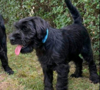 Közép schnauzer kölykök