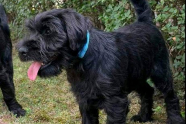 Közép schnauzer kölykök