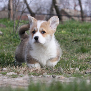 Pembroke walesi corgi kölykök