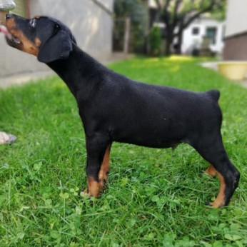Doberman kiskutyák eladók