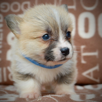 Welsh Corgi Pembroke kölykök