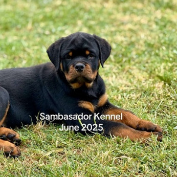 A ROTTWEILER legjobb alomja