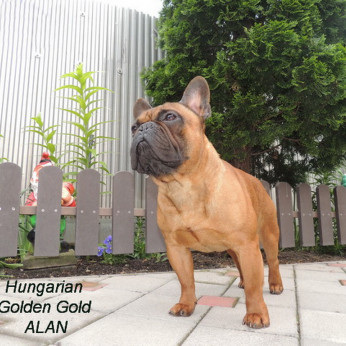 Francia bulldog FCI