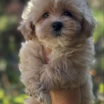 Maltipoo kölykök
